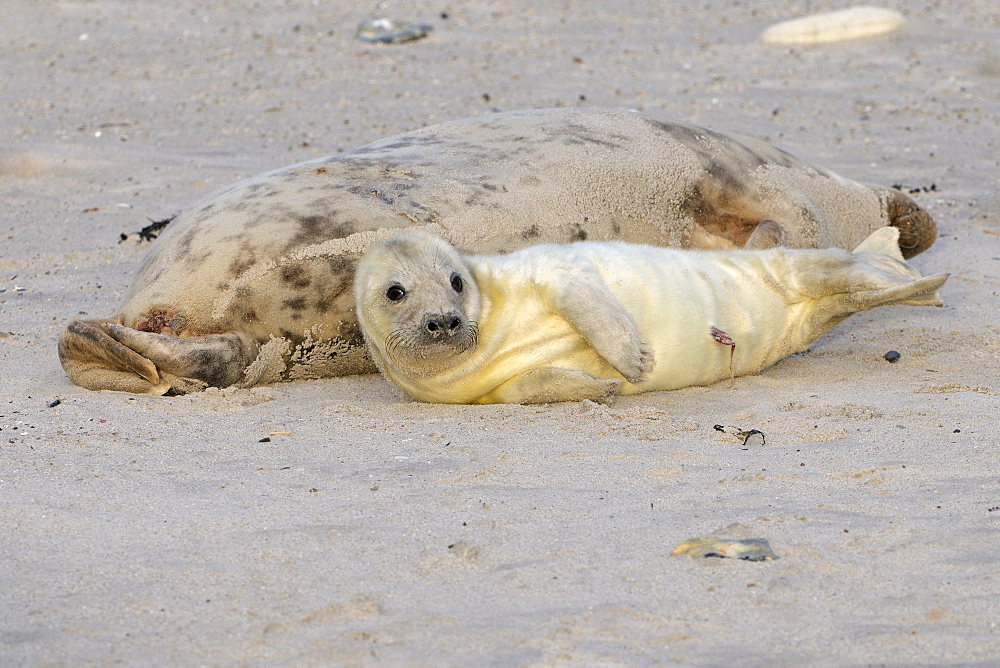 Grey Seal (Halichoerus grypus), female with young