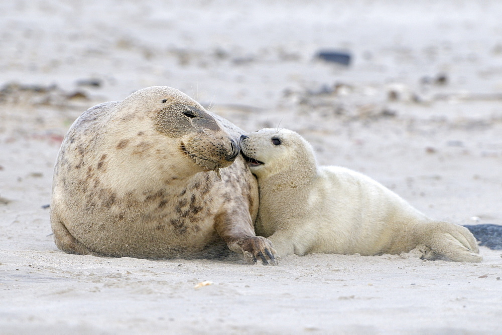 Grey Seal (Halichoerus grypus), female with young cuddling