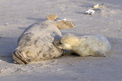 Grey Seal (Halichoerus grypus), female and young suckling