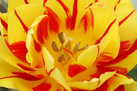 Tulip (Tulipa)