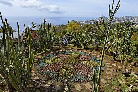 Cacti in the botanical garden, Funchal, Madeira, Portugal