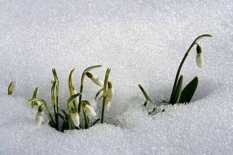 Snow drops blooming amongst snow in Bavaria Germany