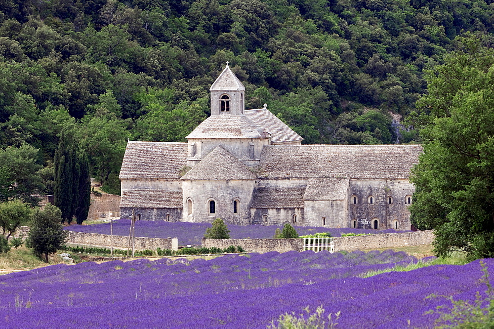 Blooming Lavender (Lavendula angustifolia) field in front of Senanque Abbey, Gordes, Provence, Southern France, France, Europe