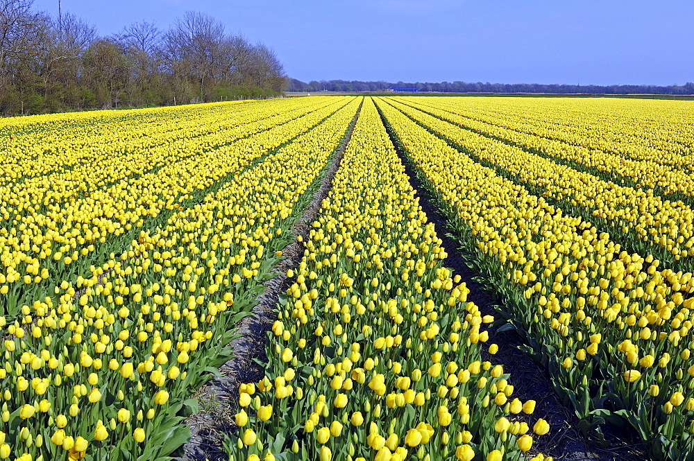 Field of Tulips (Tulipa spec.) near Lisse, Netherlands, Europe