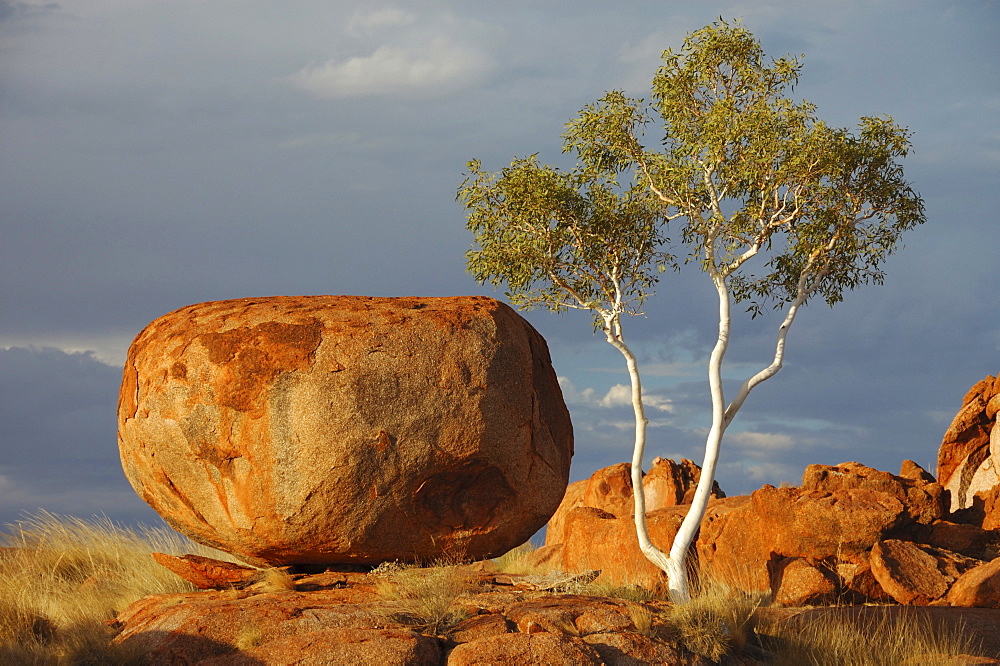 Gum tree and rock, Devil's Marbles (Karlu Karlu), Northern Territory, Australia