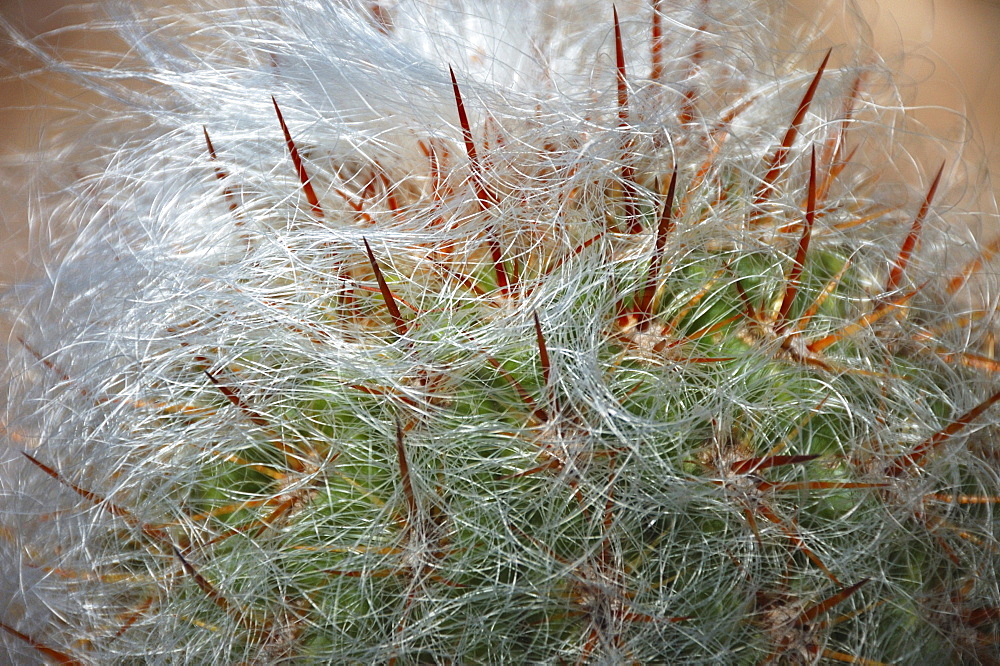 Vicunita cactus (Orecereus celsianus), Tilcara, Jujuy Province, northern Argentina, South America