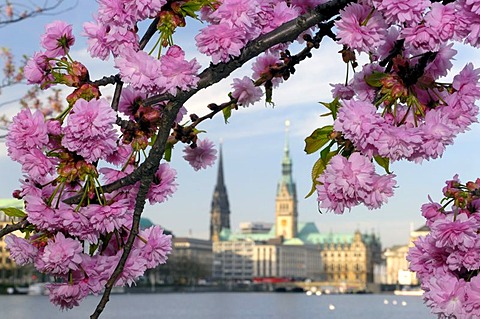 Blossoming of a tree at lake Binnenalster in Hamburg, Germany