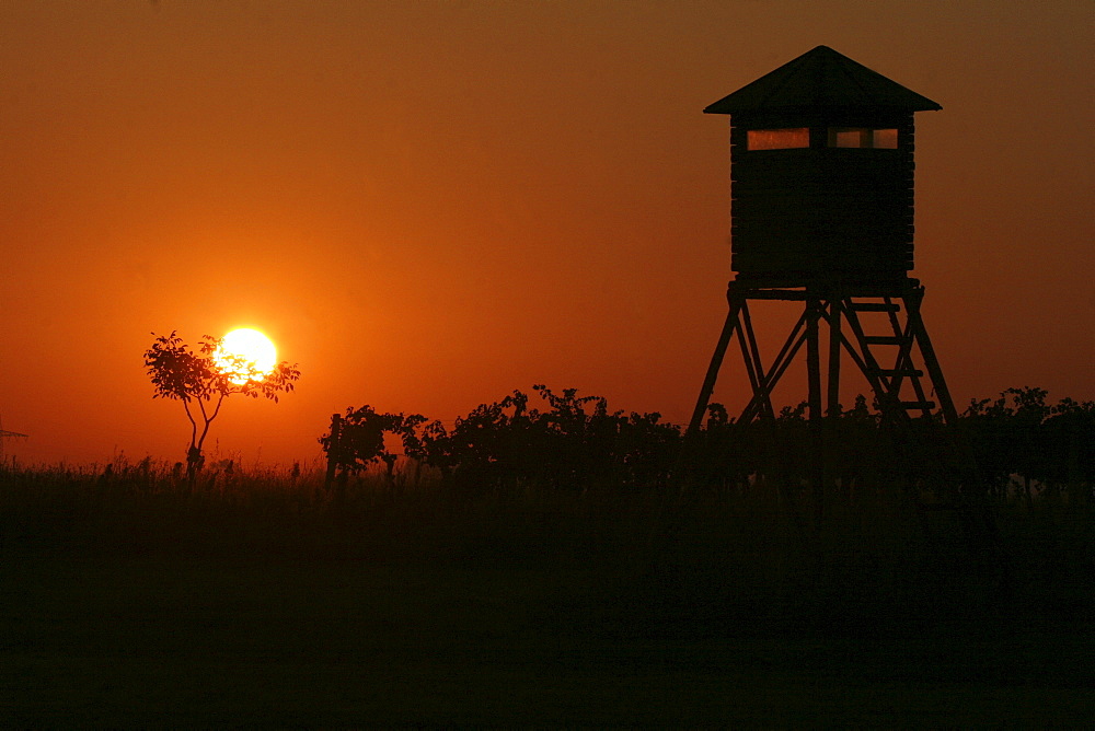 Sunrise, hunting hide among grape-vines Burgenland, Austria