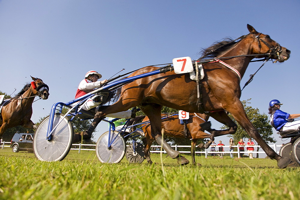 Harness racing, horse racing on a heath in Schleswig Holstein, Northern Germany