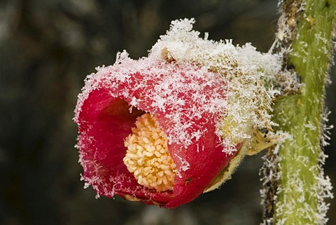 Common Hollyhock (Alcea rosea), frost-covered in wintertime, ice crystals