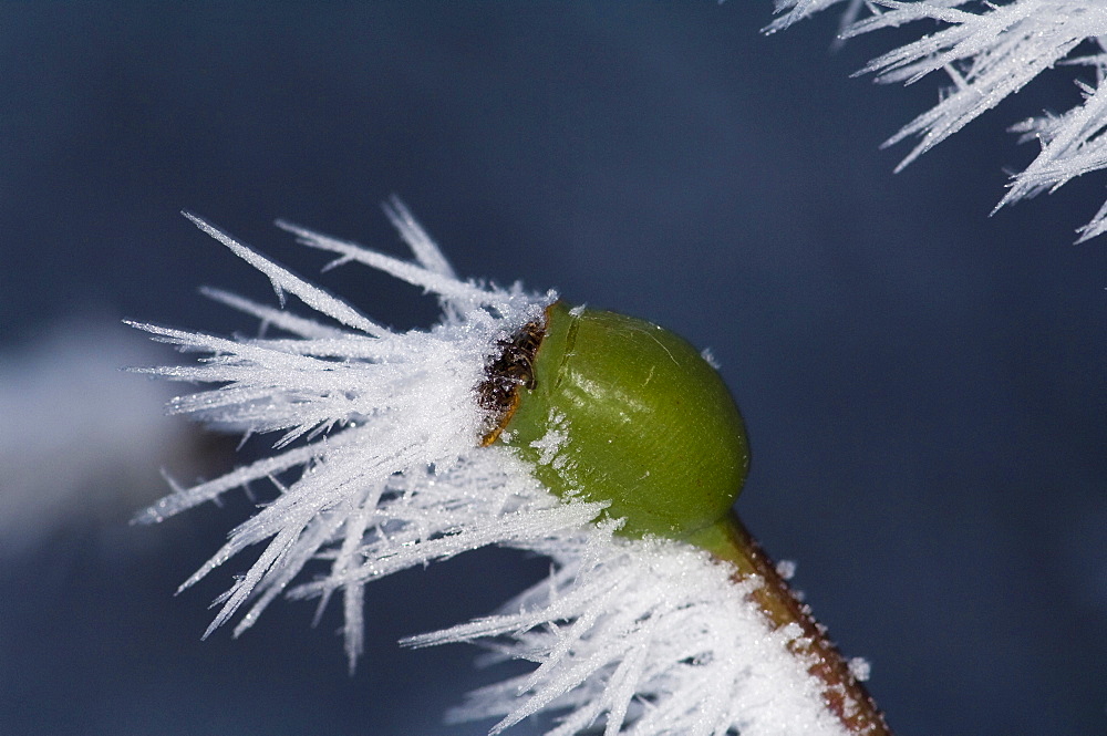 Frost-covered rose hip in wintertime, ice crystals