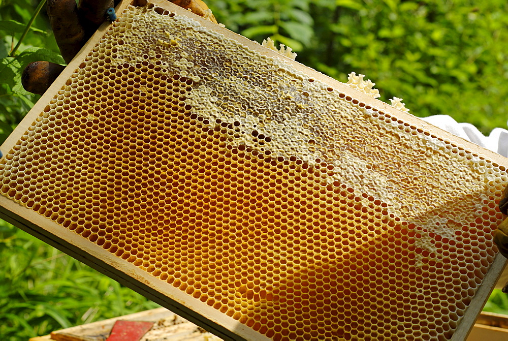 Honeycomb partially sealed with wax