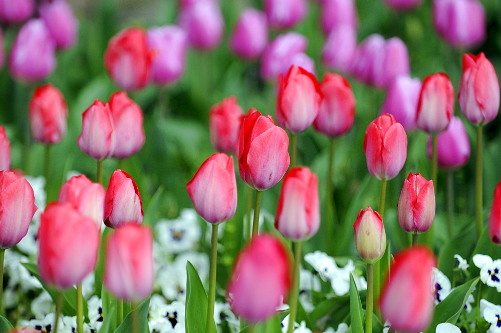 Tulip field, tulips (Tulipa), Botanical Garden, Baden-Wuerttemberg, Germany, Europe