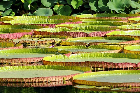 Lily pond, Stuttgart, Baden-Wuerttemberg, Germany, Europe