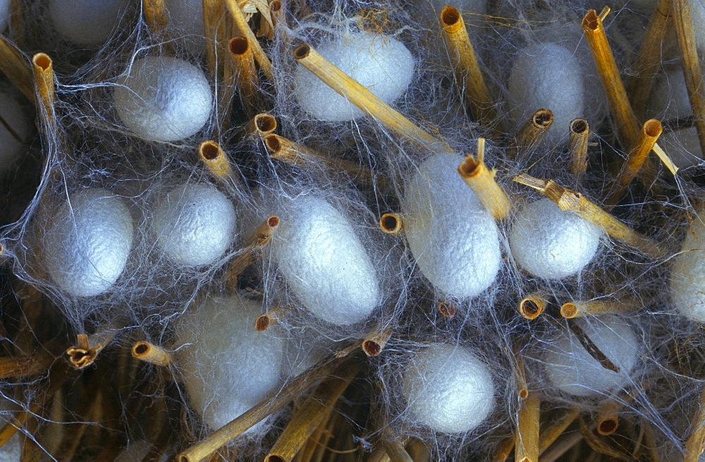 Silk Worm (Bombyx mori), cocoon