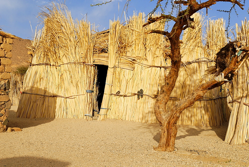 Tuareg thatched palm hut, Zeriba, Hoggar, Ahaggar, Wilaya Tamanrasset, Algeria, North Africa, Africa