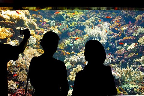 Aquarium, Loro Parque, Puerto de la Cruz, Tenerife, Canary Islands, Spain