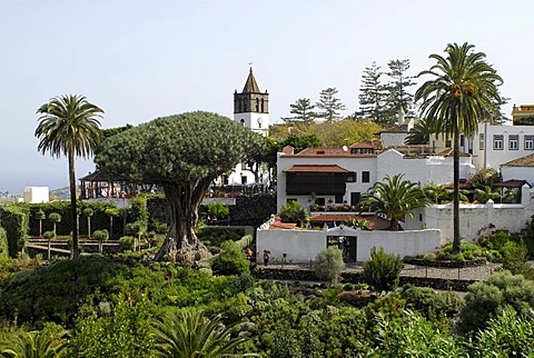 Drago Milenario, Icod de los Vinos, Tenerife, Canary Islands, Spain