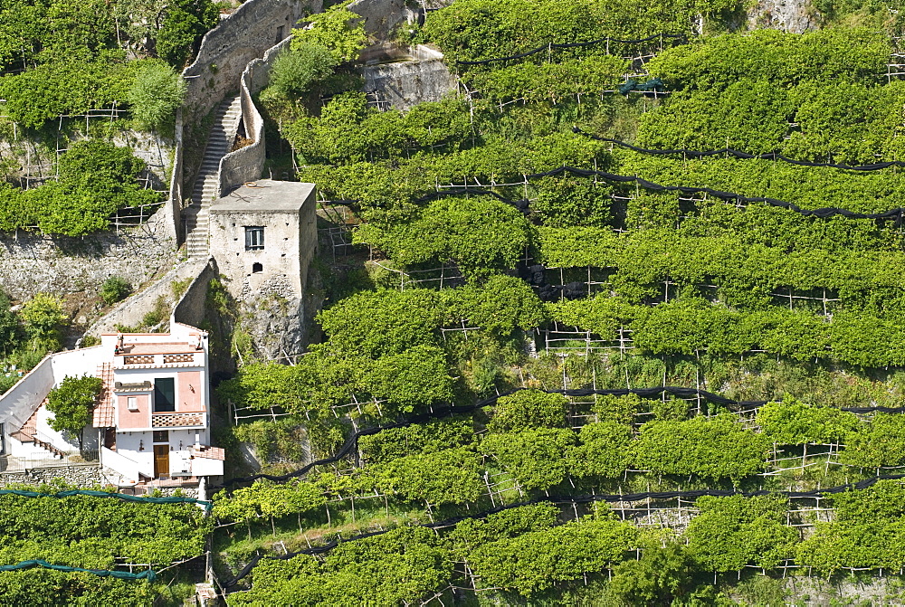 Houses and steep vineyard, Atrani, Amalfi Coast, Campania, South Italy, Europe