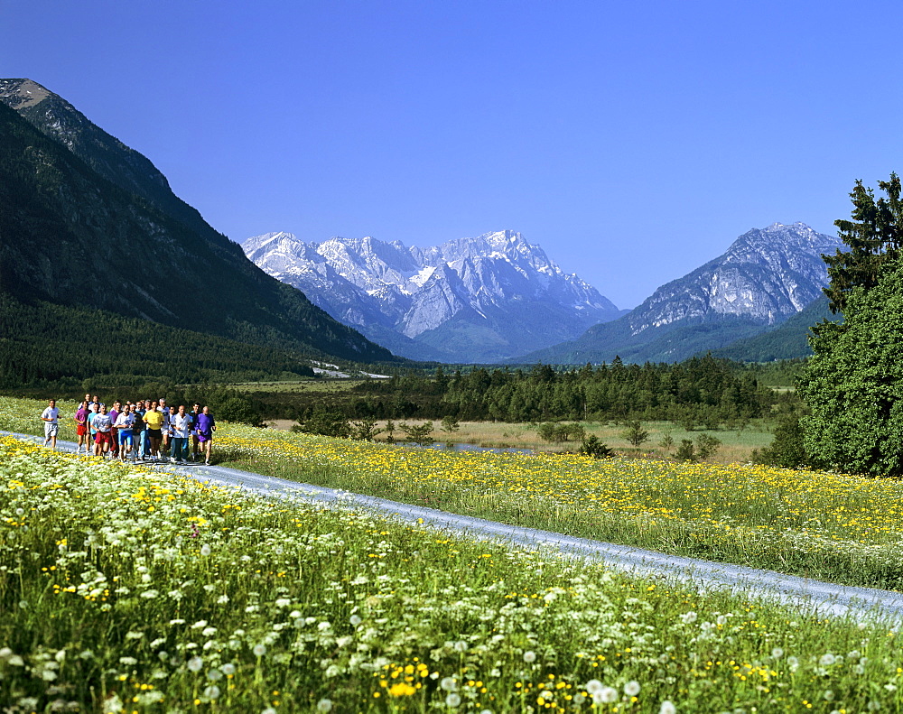 Joggers in field lane, flower meadow in springtime, mountain landscape near Eschenlohe, Upper Bavaria, Bavaria, Germany, Europe