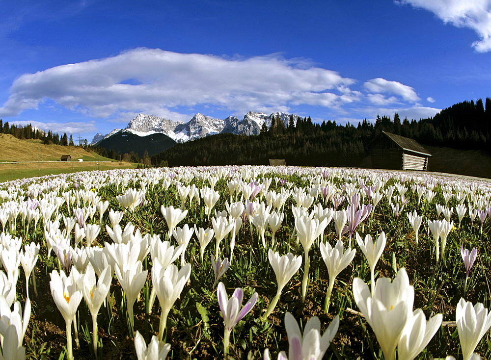 Crocus meadow near Klais in spring, Karwendel mountain range, Upper Bavaria, Germany