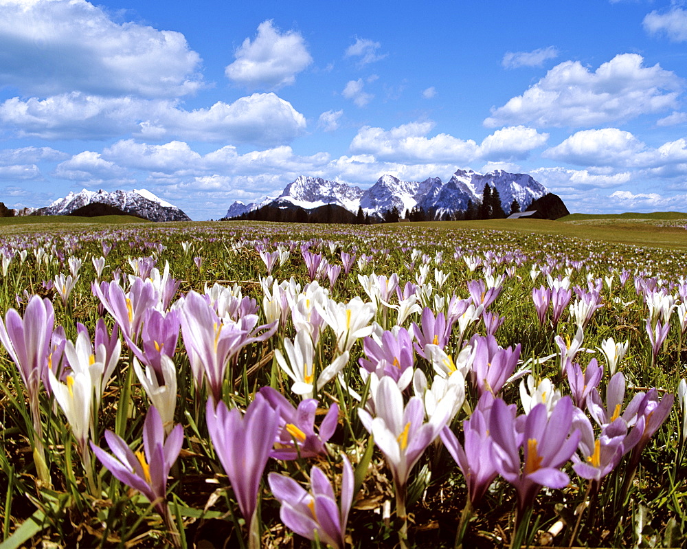 Crocus meadow near Gerold in spring, Wetterstein mountain range, Upper Bavaria, Germany