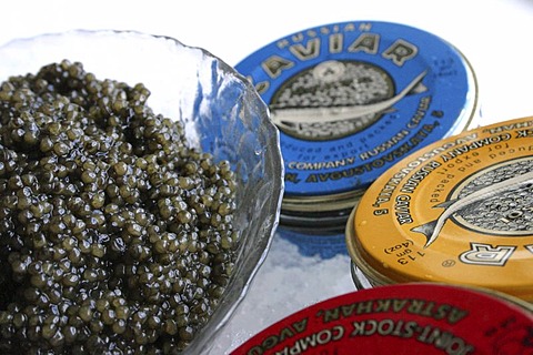 Russian caviar served on ice