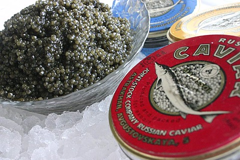 Russian caviar served on ice