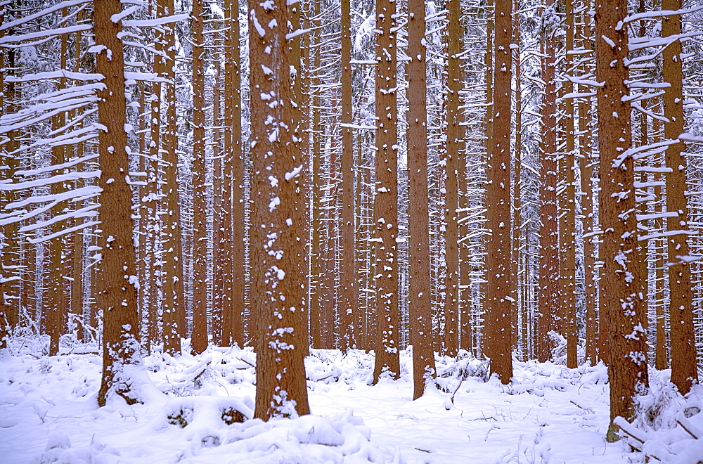 Fir forest in winter with snow, Weilheim, Upper Bavaria, Bavaria, Germany, Europe