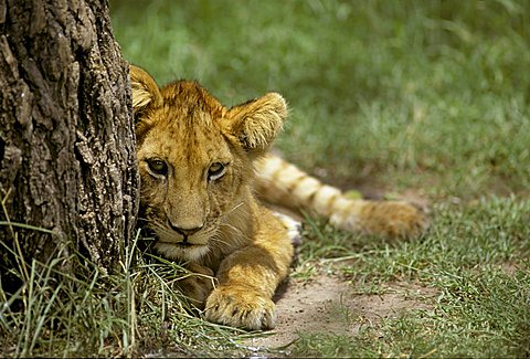 Lion cub ( Panthera leo) lying beside a tree, Masai Mara National Reserve, Kenya