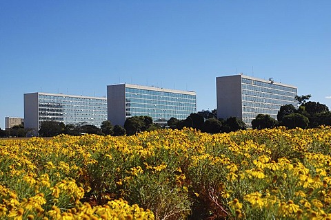 Ministries behind yellow flowers in Brasilia, Brazil