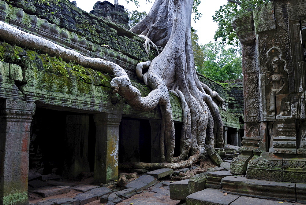 Giant roots of a tropical tree growing over the runins of Ta Prohm tempel, Angkor, Cambodia