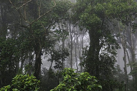 Tropical cloud forest, Miraflor-Moropotente Nature Reserve, Nicaragua, Central America