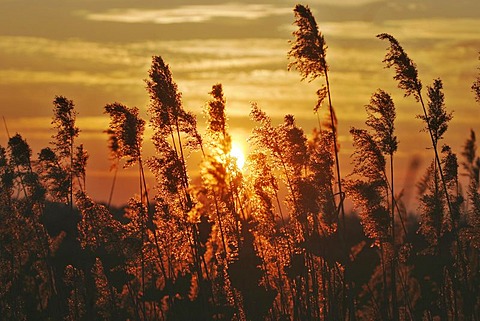 Grasses at sunset