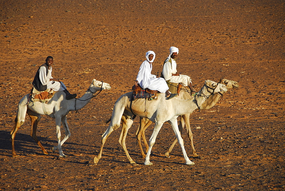 Nomads on camels, Meroe, Sudan