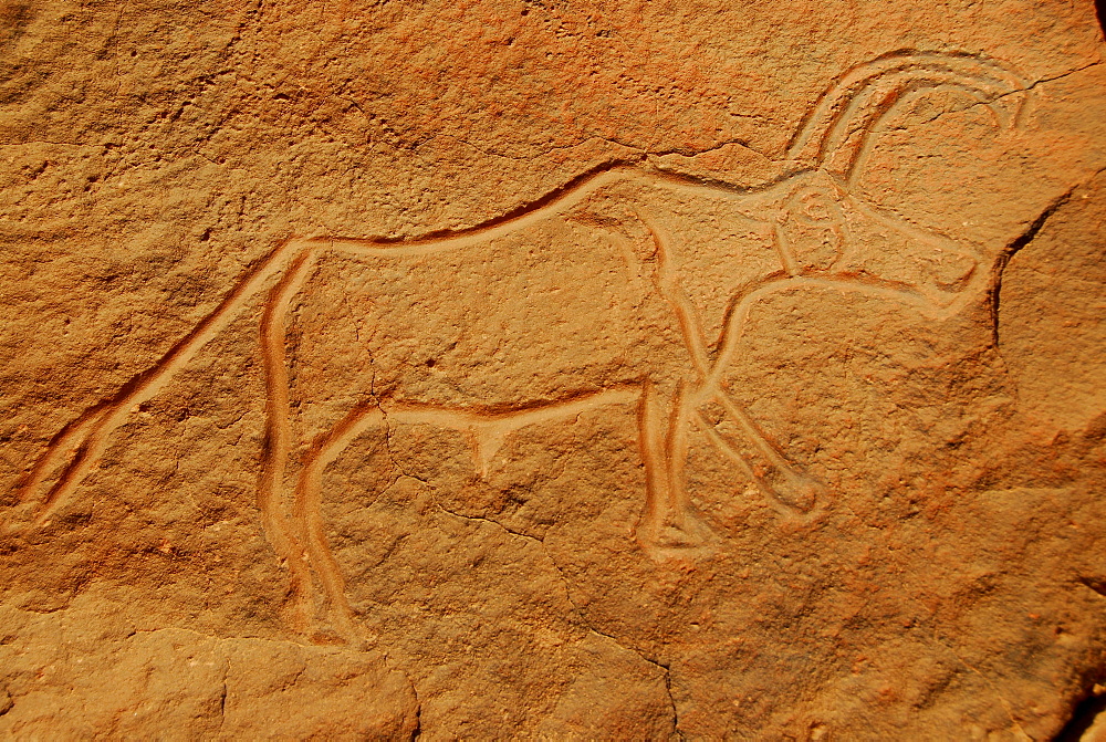 Rock engraving of an ox, Wadi Mathendusch, Libya