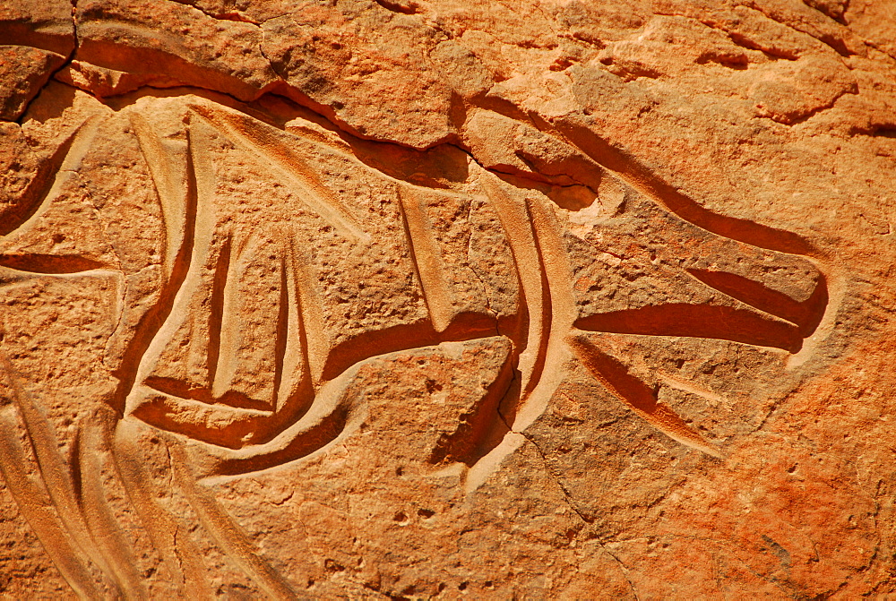 Rock engraving of an ox, Wadi Mathendusch, Libya