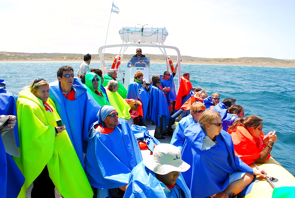 Whale watching, Peninsula Valdes, Chubut Province, Patagonia, Argentina