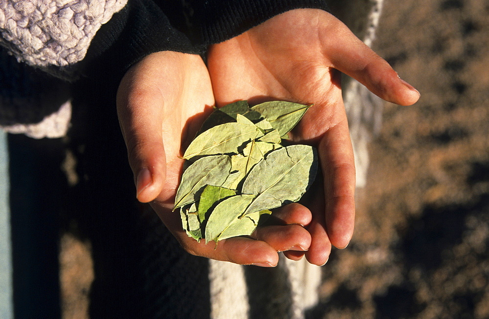 Young Argentinean woman cupping coca leaves (Erythroxylum coca) in her hands, Tren a las Nubes or Cloud Train station near Laguna de los Pozuelos, Jujuy Province, Argentina