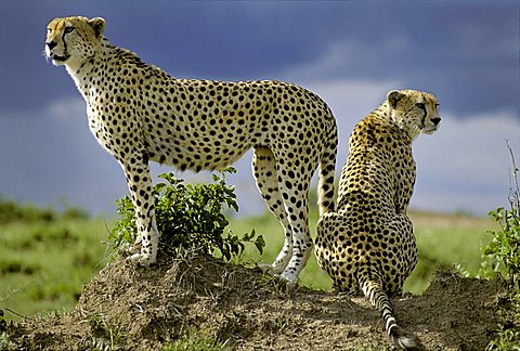 Two Cheetahs ( Acinonyx jubatus ) looking out from behind on a little hill - Masai Mara - Kenya, Africa