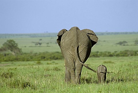 Elephant ( Loxodonta africana ) with calf from behind, Masai Mara National Reserve, Kenya, Africa