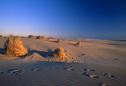 Beach l Espiguette near Le Grau du Roi, France, Camargue