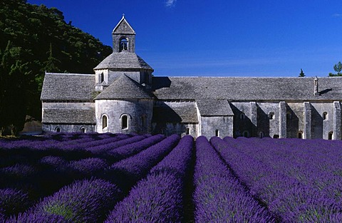 Lavender fields in front of Abbaye Senanque, Gordes, France