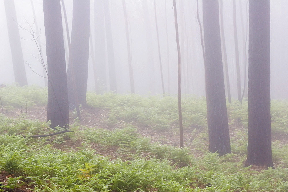 Trunks and ferns in cloud forest, Madeira, Portugal