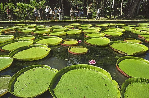 Waterlily victoria amazonica, Pamplemousses botanical garden, Mauritius