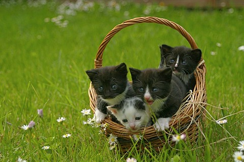 Kittens in a basket