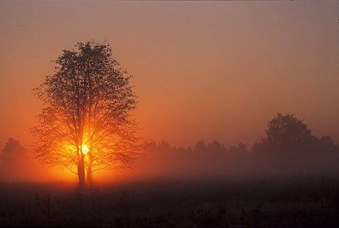 Foggy atmosphere on a late summer morning