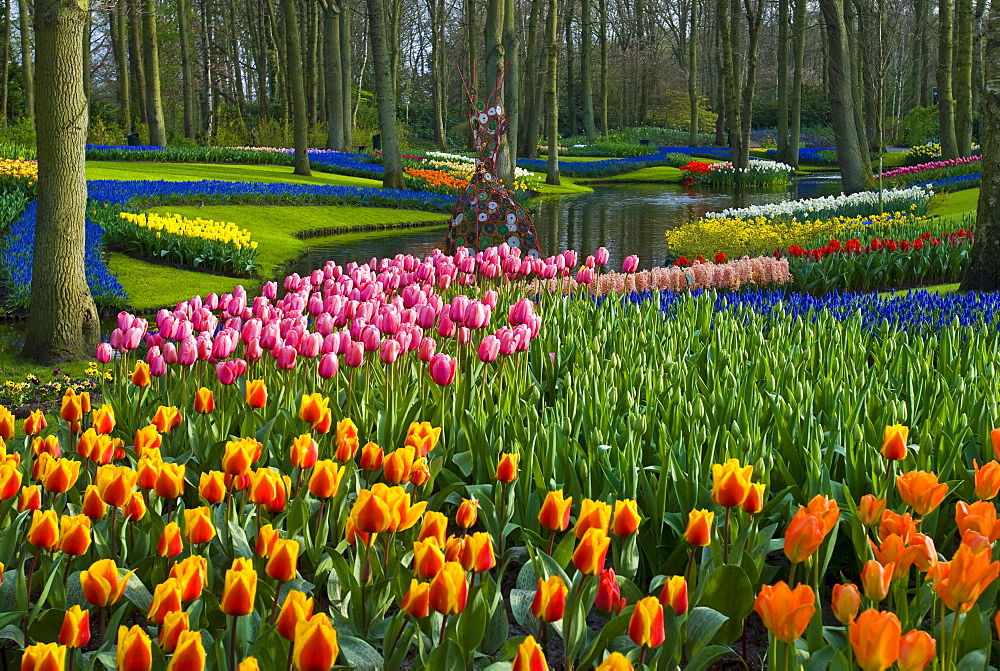 Tulips (Tulipa), Keukenhof Gardens, Holland, the Netherlands, Europe