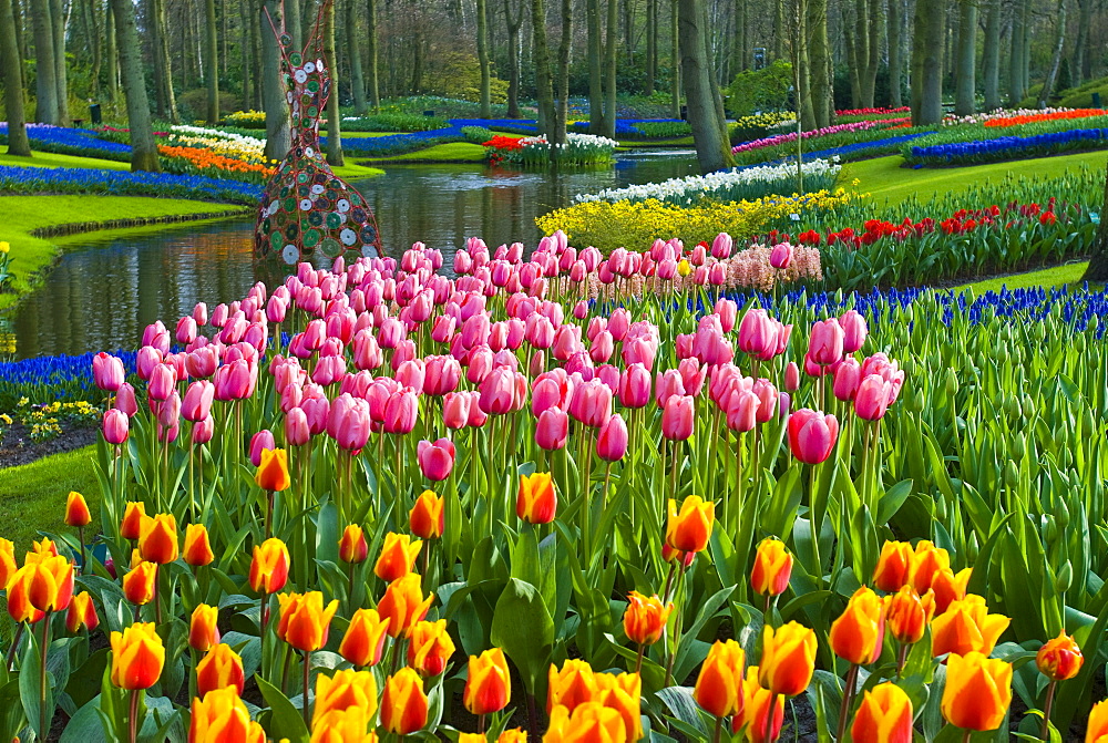 Tulips (Tulipa), park, Keukenhof Gardens, Holland, the Netherlands, Europe