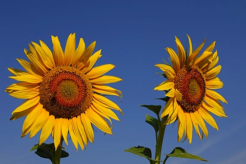 Sunflowers (Helianthus annuus)